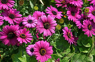 closeup photo of pink Osteospermum flowers HD wallpaper