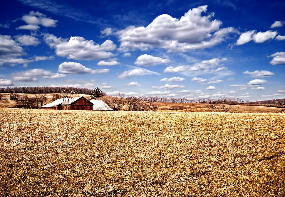 brown rice field under cloudy sky HD wallpaper