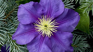 purple petaled flower, nature, plants, flowers, purple flowers