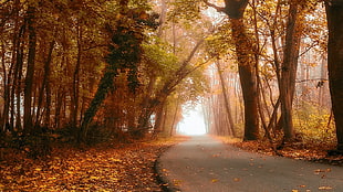 brown and black wooden wall decor, nature, landscape, fall, forest
