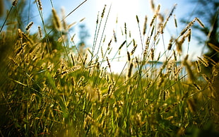 beige grass, nature, grass, spikelets