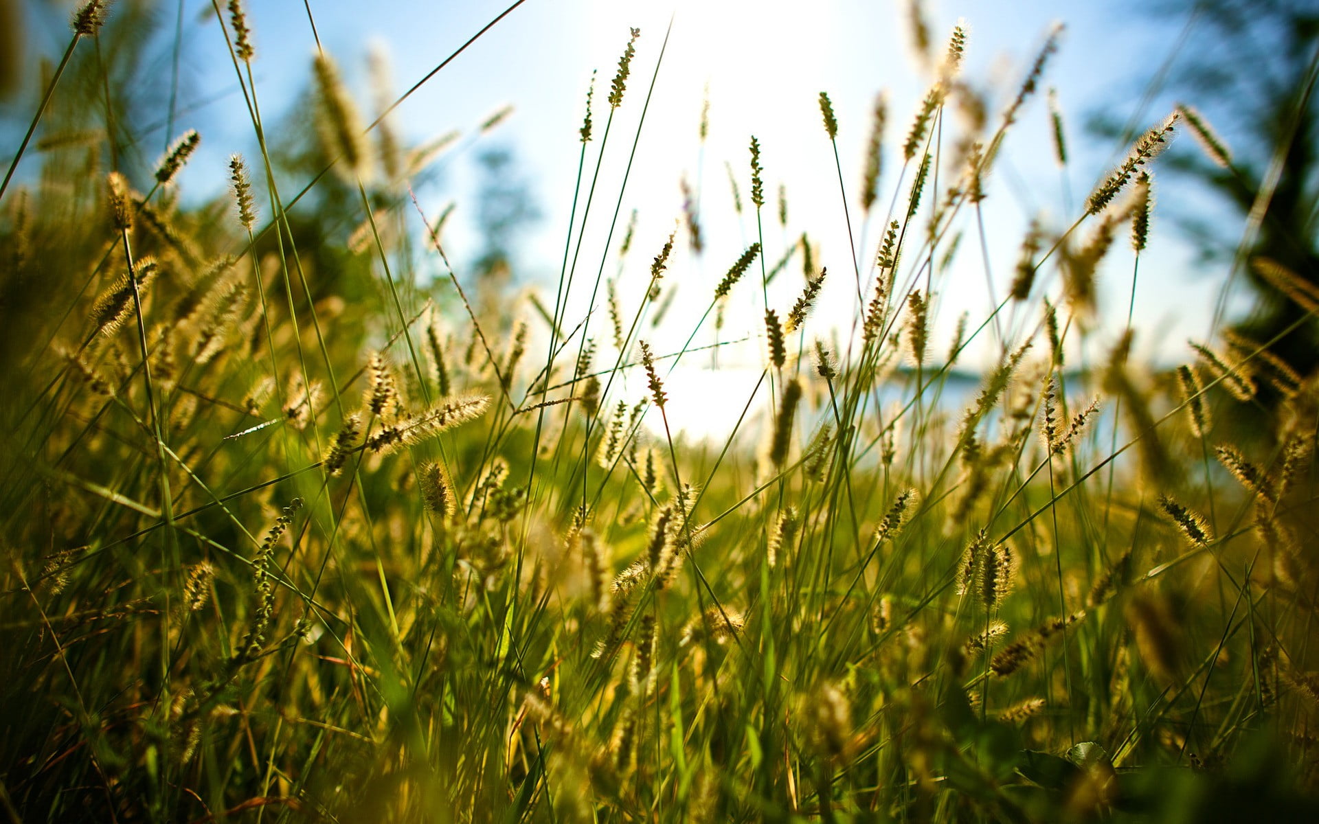 beige grass, nature, grass, spikelets