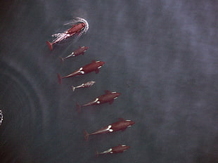 black killer whales, orca, nature, water HD wallpaper