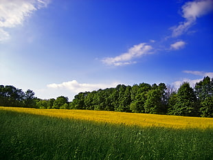 green grass field with tress during daytime