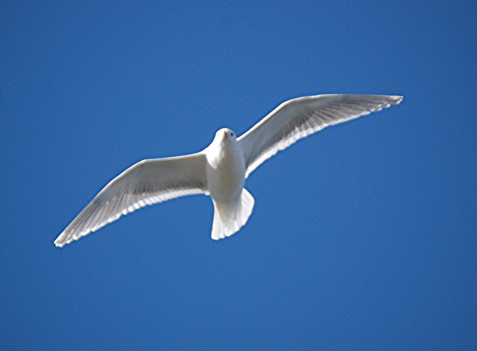 white bird flying in the sky HD wallpaper