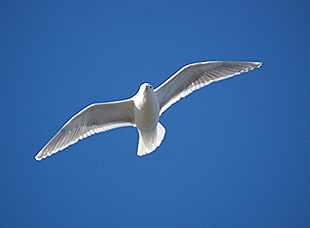 white bird flying in the sky HD wallpaper
