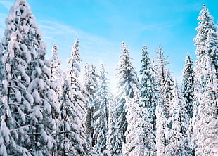 white forest trees, Trees, Spruce, Winter