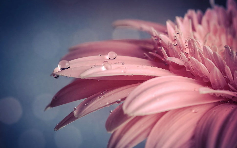 pink petaled flower, macro, flowers, nature, water drops HD wallpaper