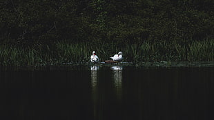 two white ducks HD wallpaper