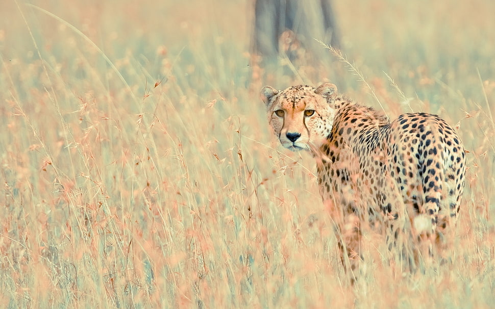brown and black cheetah on grass field HD wallpaper
