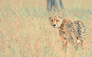 brown and black cheetah on grass field