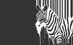 Zebra artwork digital wallpaper