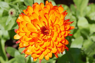 orange Marigold flower, calendula HD wallpaper