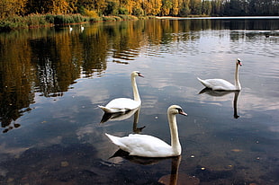 three swans on body of water