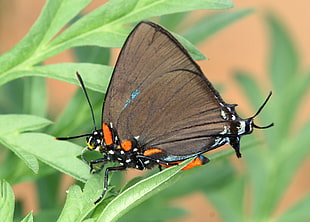 brown and black butterfly in leaf macro photography, great, purple hairstreak