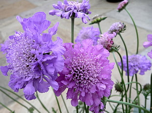 purple multi-petaled flowers HD wallpaper