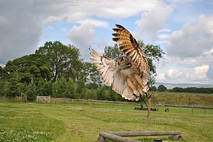 beige owl spreading its wings near green trees