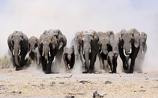 group of Elephants running on gray sand