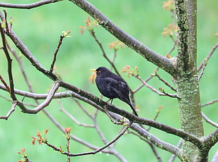 macro photography of black bird on brown tree branch, merlo