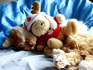 orange tabby cat holds brown bear plush toy