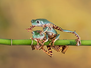 three green frogs macro photography