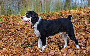 white and black dog standing in brown dried leaves during daytime