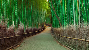 gray asphalt road surrounded by bamboo trees