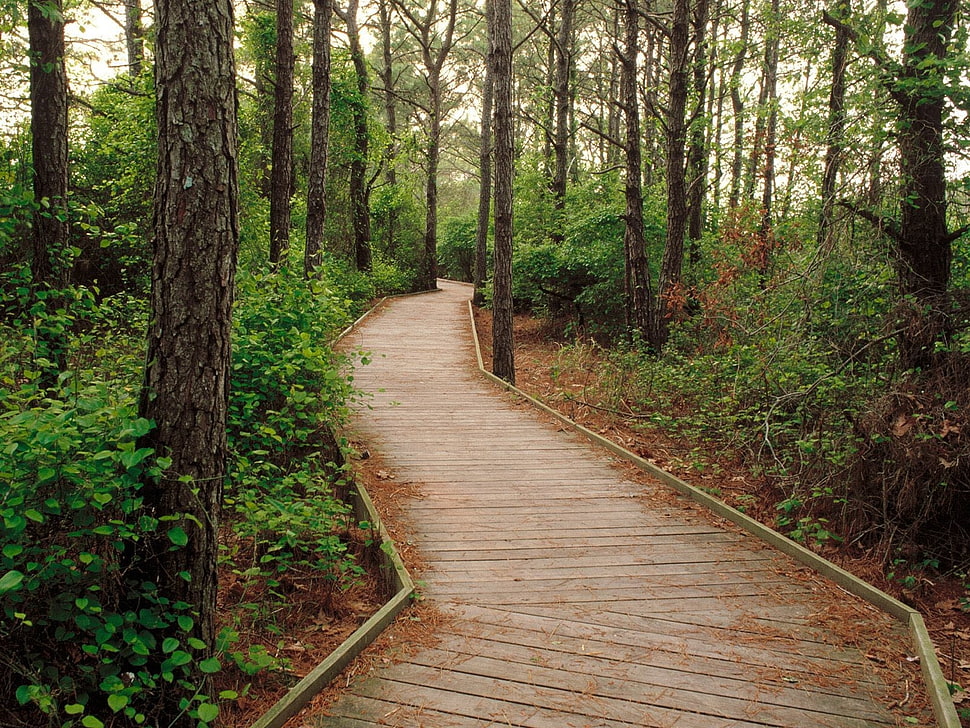 brown path road HD wallpaper