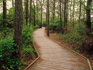 brown path road