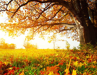 brown tree during golden hour