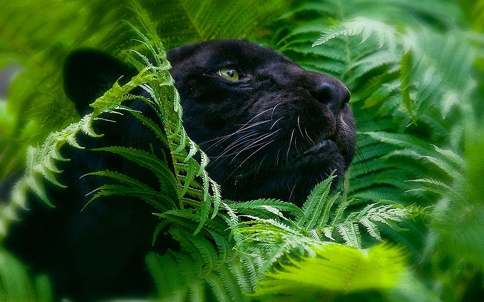 shallow focus photography of black panther on green grass HD wallpaper
