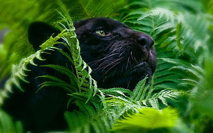 shallow focus photography of black panther on green grass
