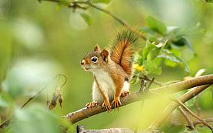 brown and white Squirrel on brown tree branch at daytime