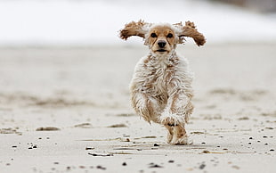 long-coated white and brown dog hopping on the seashore