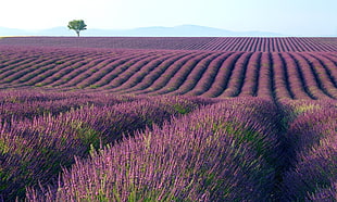 purple and green Lavender Field