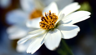 white petaled flower, Bidens ferulifolia, Flower, Closeup
