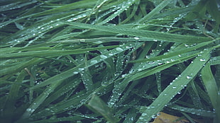 green grass with water droplets HD wallpaper