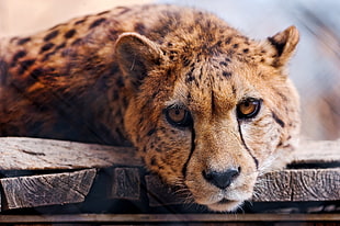 tilt lens photography of cheetah