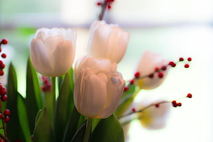 white tulip flower on selective focus photography, tulips HD wallpaper