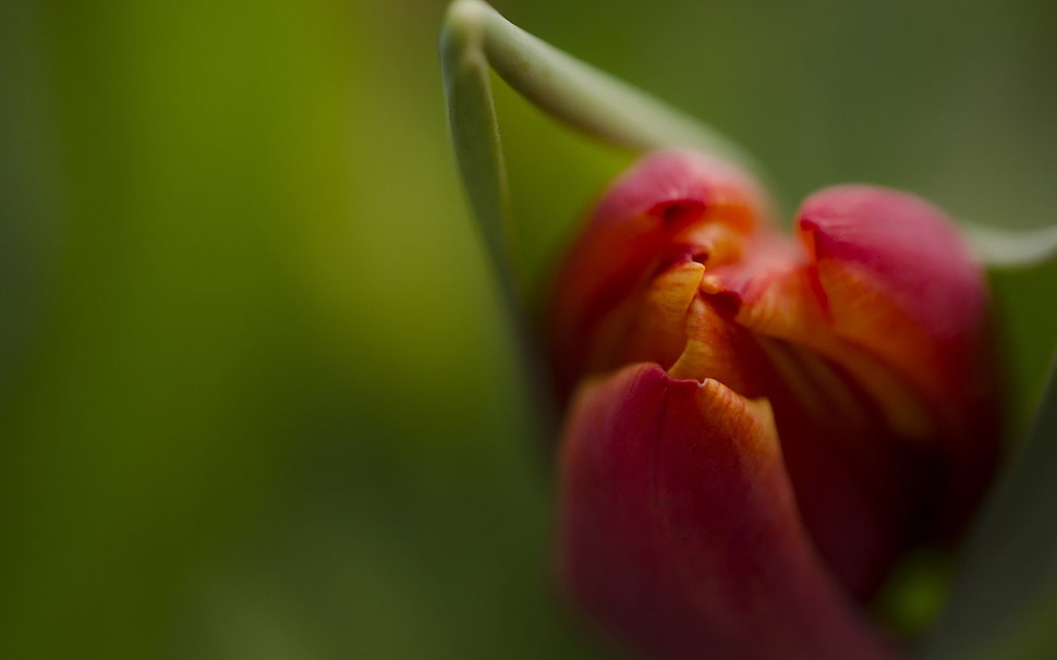 closeup photo of red tulip flower bud HD wallpaper