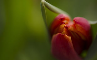 closeup photo of red tulip flower bud