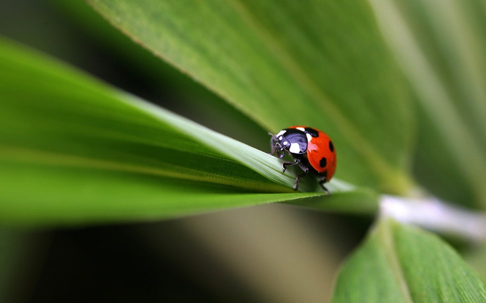 ladybug beetle on green leaf closeup photography HD wallpaper