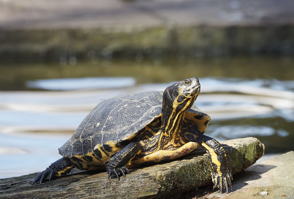 black and beige tortoise HD wallpaper