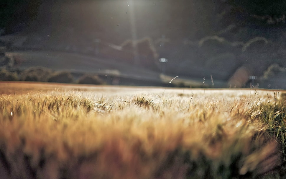 green grass field during daytime HD wallpaper