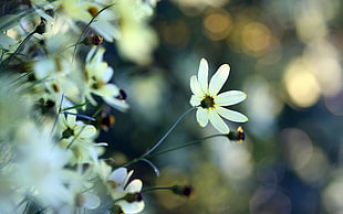 white Cosmos flowers