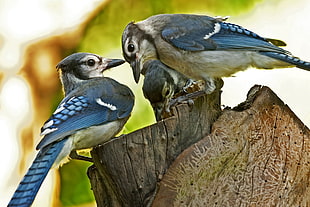 two gray bird perching on wood