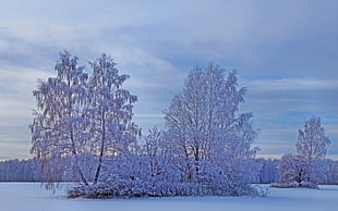 snow covered trees at daytime