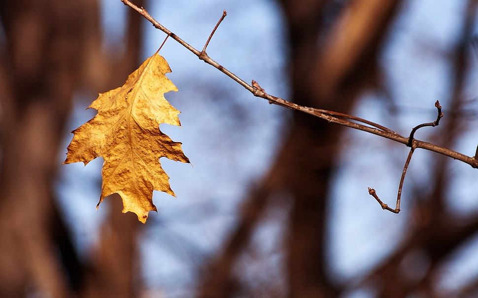brown maple leaf HD wallpaper