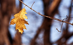brown maple leaf