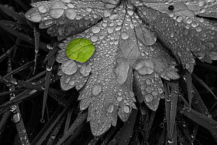gray scale photo of leaf with drop of rain